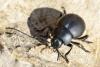 Timarcha tenebricosa